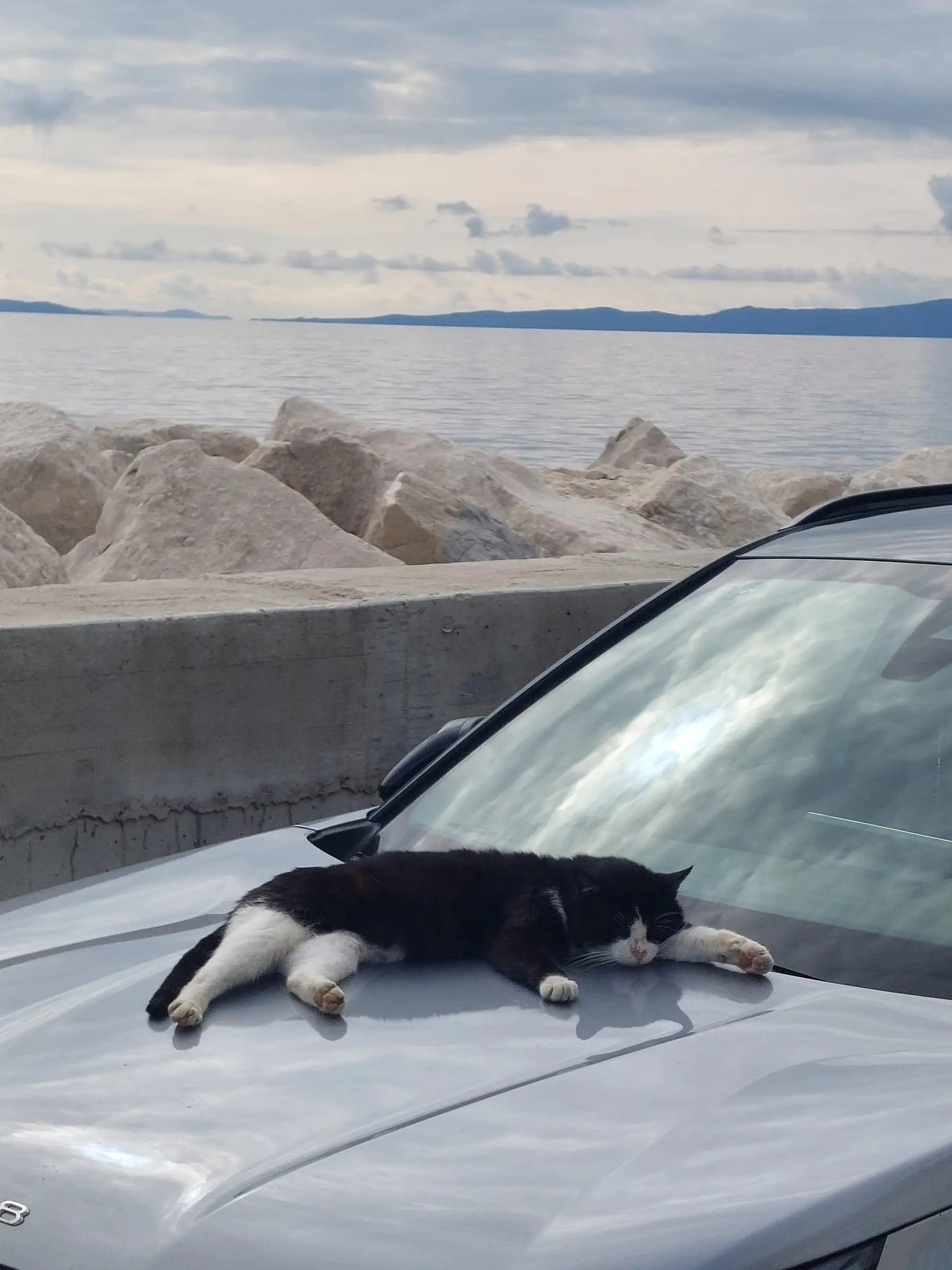 Cat on the breakwater, Split, 2025